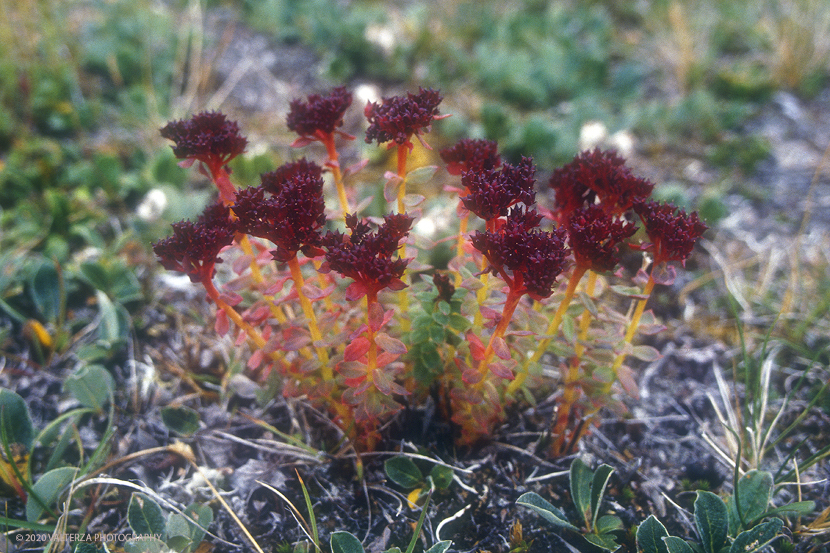 44 SIBERIA.jpg - Luglio/Agosto 1992. Siberia, terra dei Chukchi. Nell'oceano artico  125 Km a nord-est della penisola dei Chukchi (Siberia) c'Ã¨  l'isola di Wrangel, essa ospita piÃ¹ del doppio di specie vegetali (417) di qualsiasi territorio artico a paritÃ  di superficie nonchÃ¨ 30 specie diverse di uccelli oltre ad orsi polari, foche e trichechi ; per questo motivo   Ã¨ stata proclamata patrimonio dell'umanitÃ  dall'UNESCO. Nella foto parco naturale dell'isola di Arakamchechen, fioritura di una pianta del genere "sedum"le cui foglie carnose incominciano a tingersi di rosso al sopraggiungere dell'autunno.